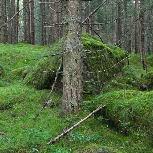 6DS_2335-Norway-Forest-Wild-Wood-Green-Moss-III