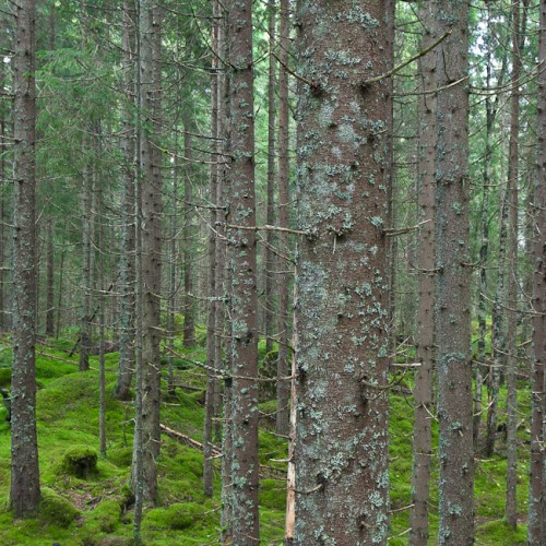 6DS_2348-Norway-Forest-Wild-Wood-Green-Moss-IV