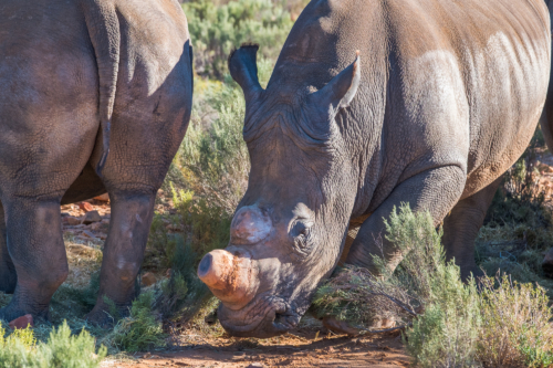 White rhino