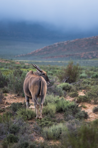 Eland - Tragelaphus Oryx
