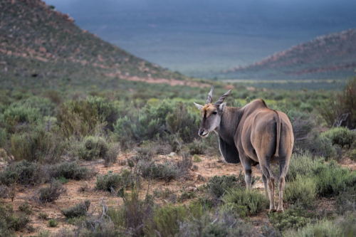 Eland - Tragelaphus Oryx