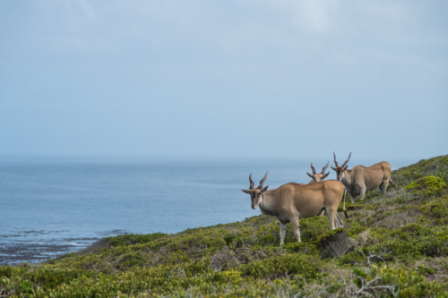 Elands at Cape Good Hope